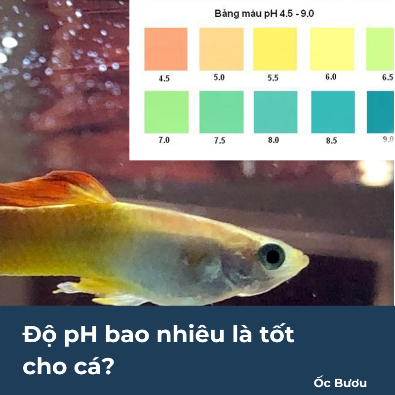 Độ pH bao nhiêu là tốt cho cá