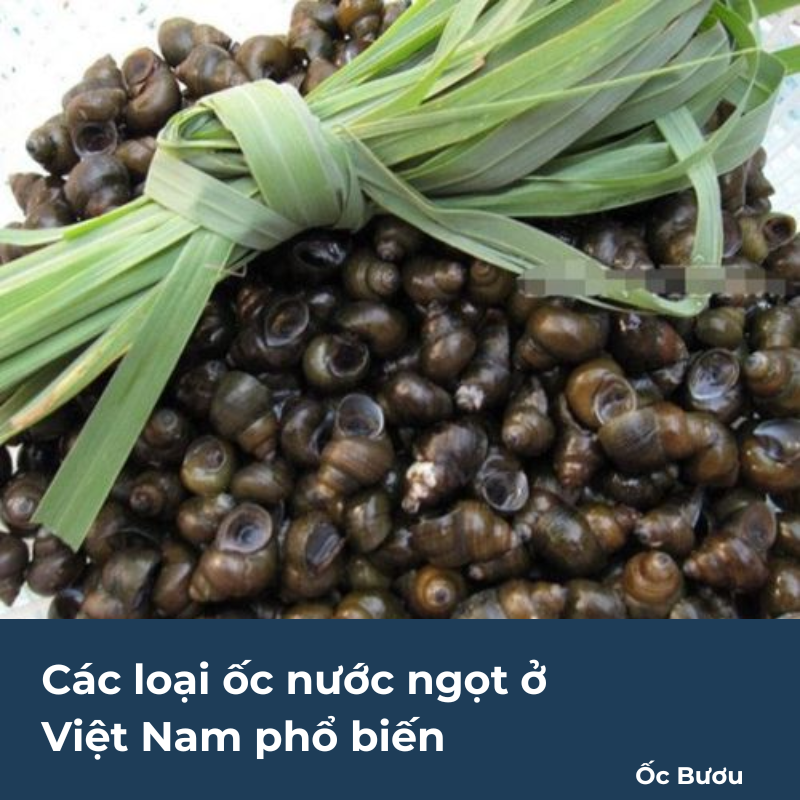 Các loại ốc nước ngọt ở Việt Nam phổ biến