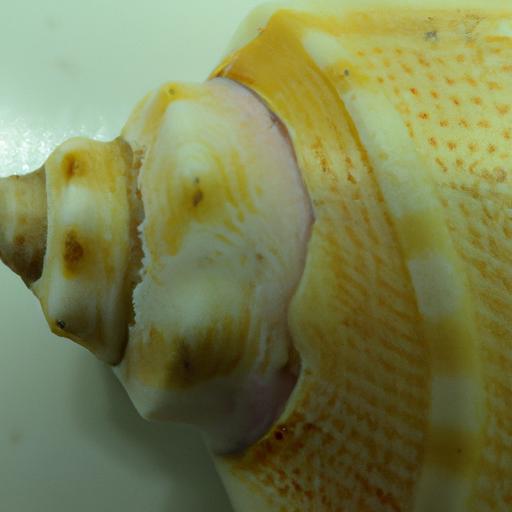 Mẫu vỏ ốc phạm ngọc thạch độc đáo và đẹp mắt