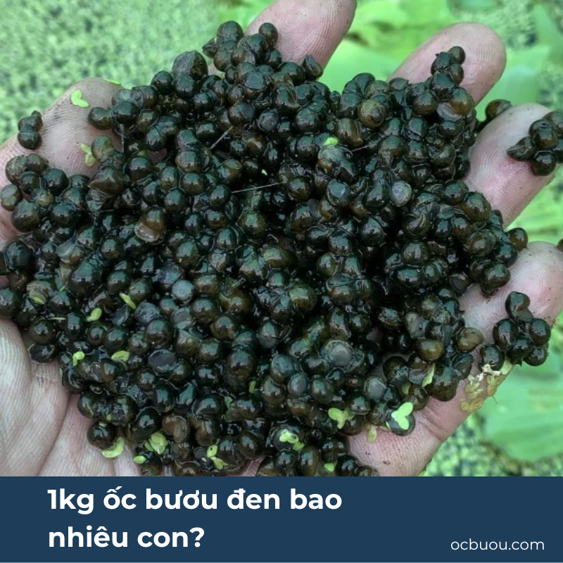 1kg ốc bươu đen bao nhiêu con