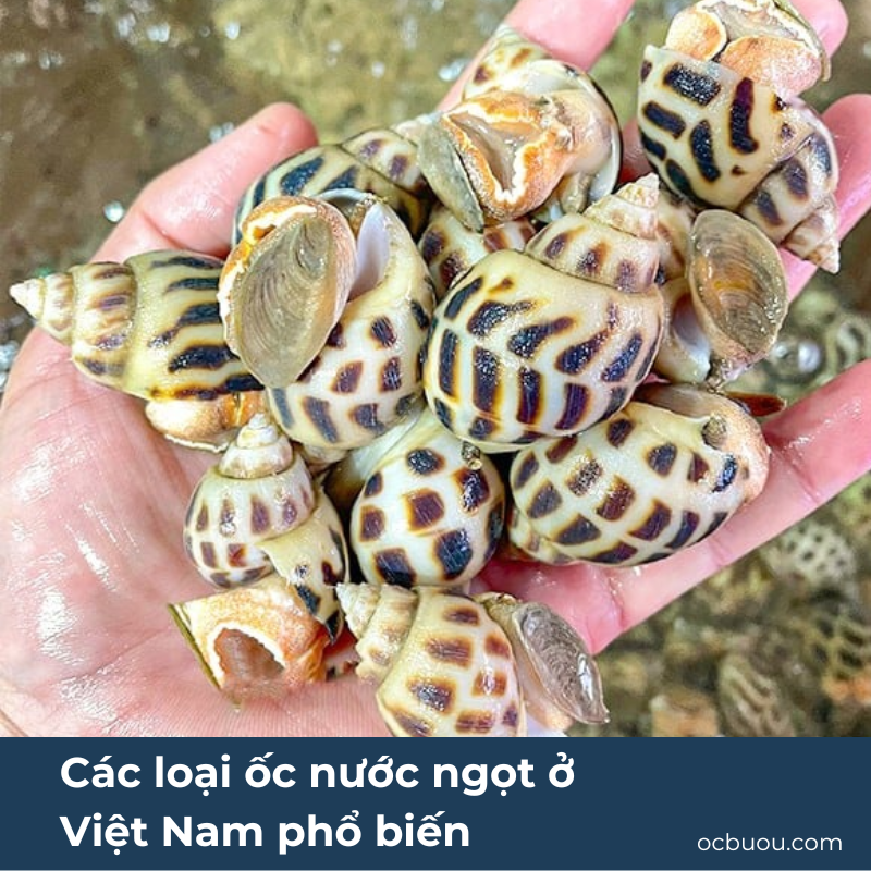 Các loại ốc nước ngọt ở Việt Nam phổ biến