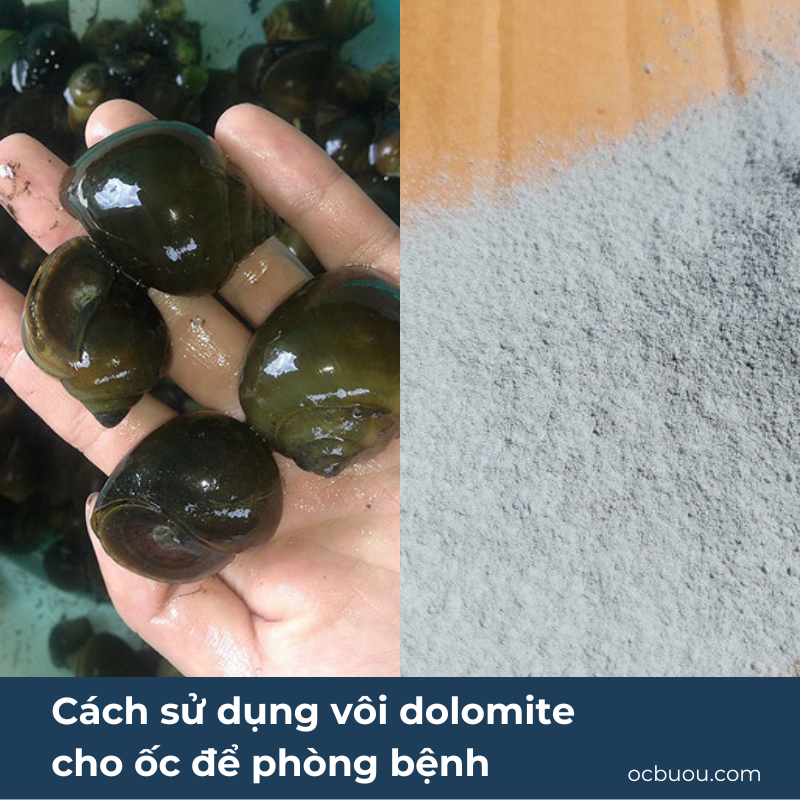 Cách sử dụng vôi dolomite cho ốc để phòng bệnh